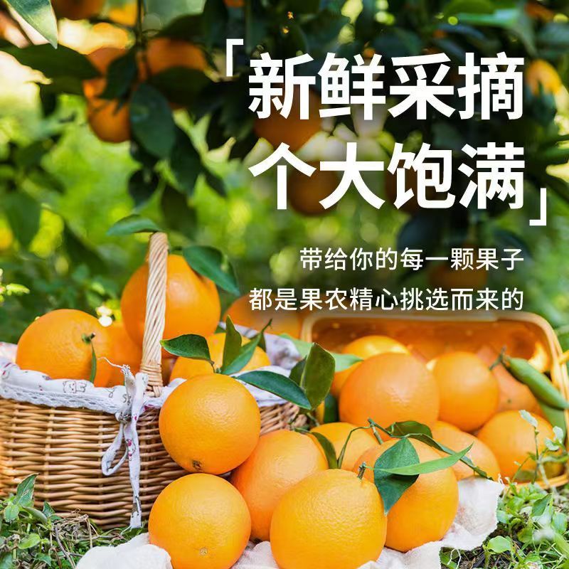 正宗赣南脐橙产地直发量大从优一件代发