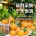 正宗赣南脐橙产地直发电商一件代发精品果量大从优