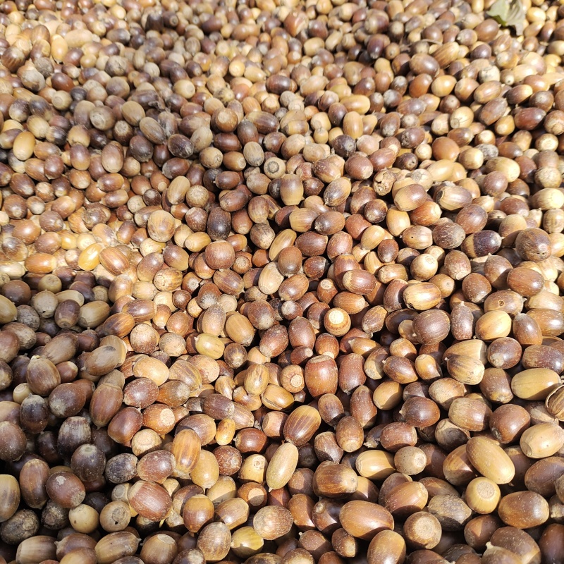 新鲜橡子淀粉用橡子一手货源产地直供量大从优