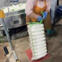 湖北沙洋精品白萝卜上市了