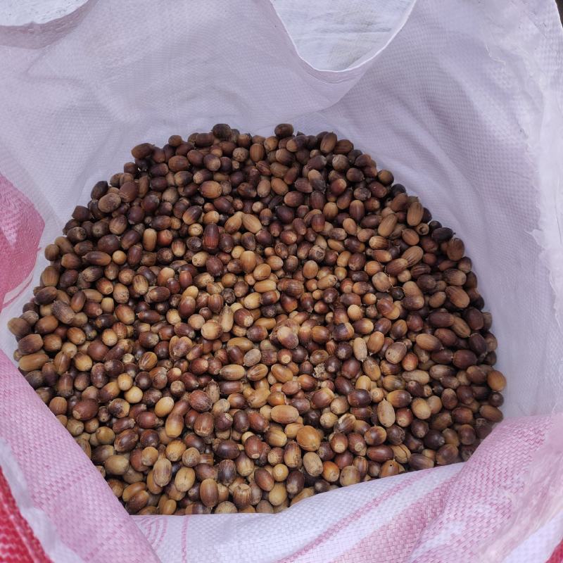 新鲜橡子淀粉用橡子一手货源产地直供量大从优