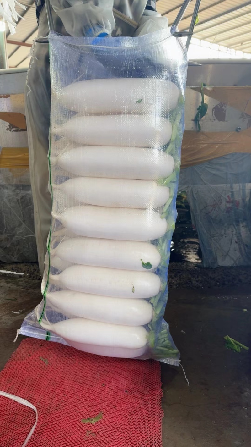 湖北沙洋精品白萝卜上市了