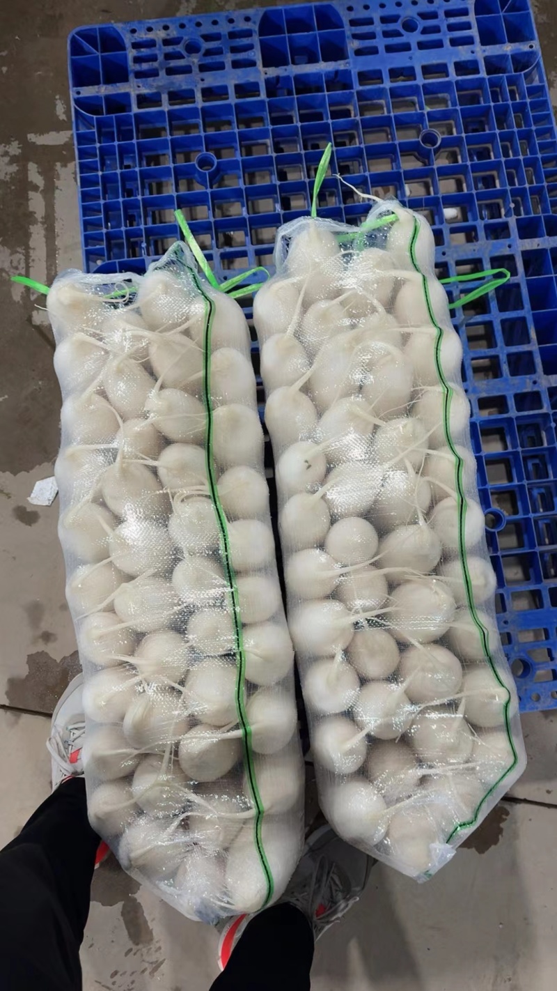 湖北沙洋精品白萝卜上市了