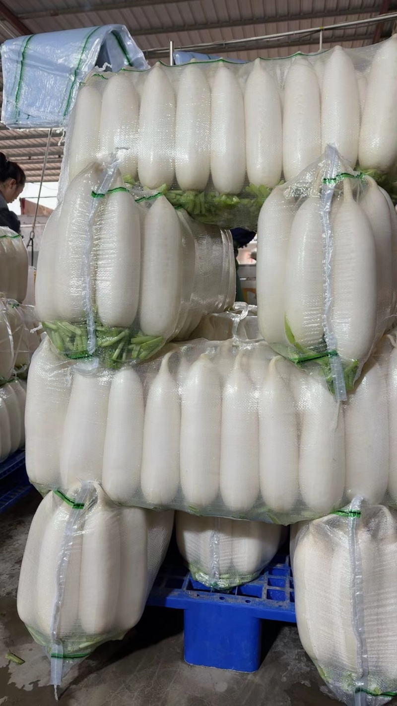 湖北沙洋精品白萝卜上市了