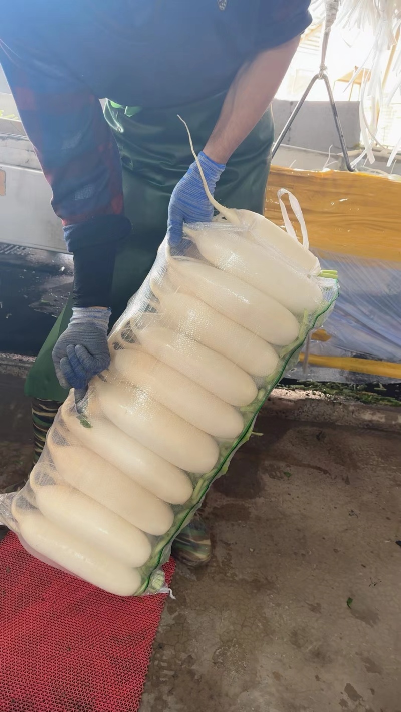 湖北沙洋精品白萝卜上市了