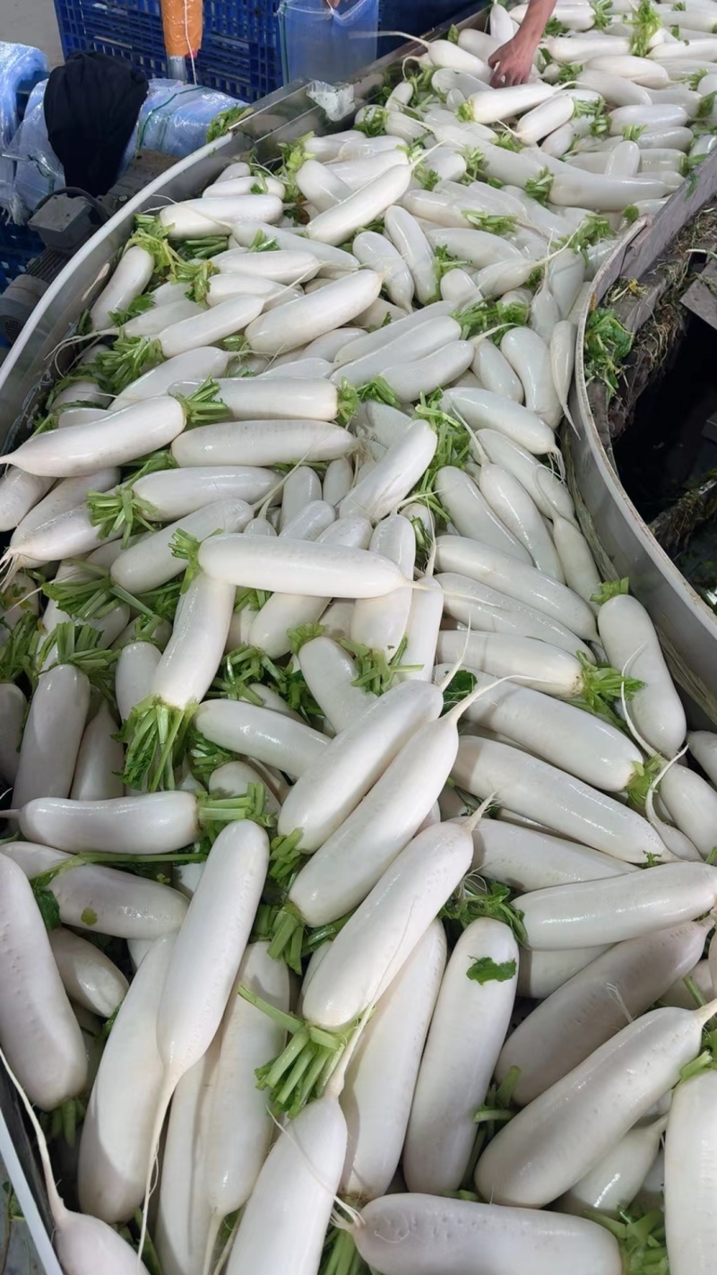 湖北沙洋精品白萝卜上市了