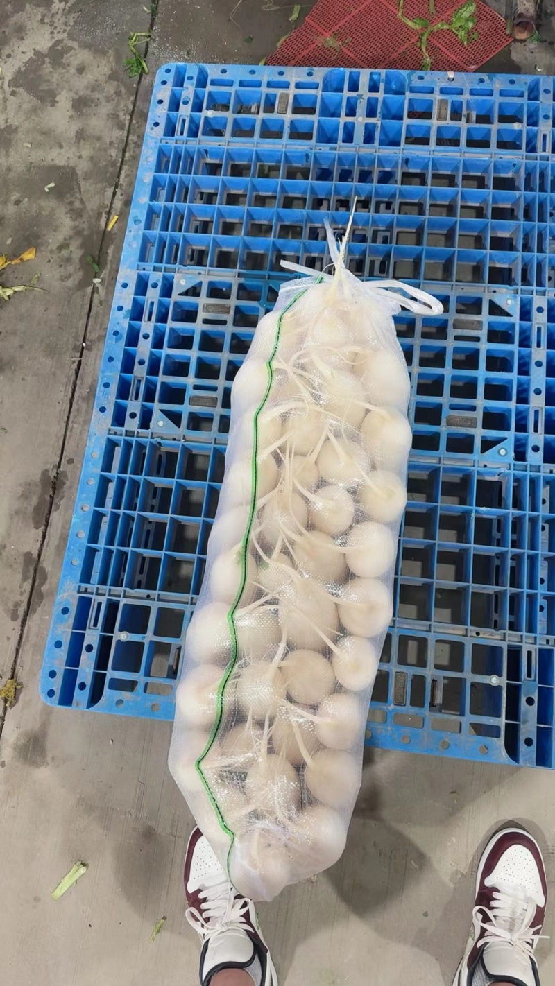 湖北沙洋精品白萝卜上市了