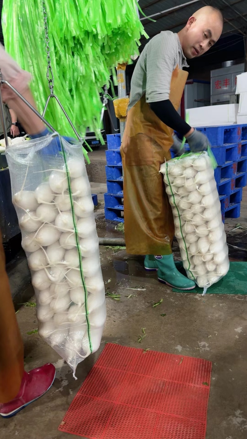 湖北沙洋精品白萝卜上市了