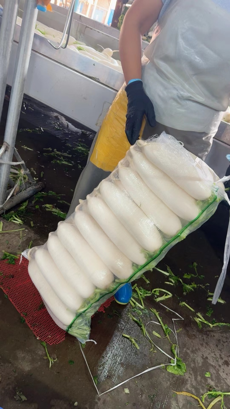 湖北沙洋精品白萝卜上市了