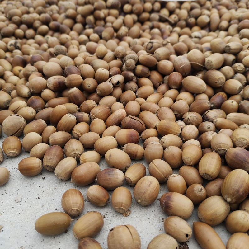 新鲜橡子淀粉用橡子一手货源产地直供量大从优