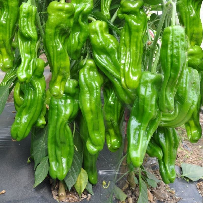 农望更新虎皮辣椒种子杂交泡椒种籽马嘴椒小灯笼形皱皮味辣高