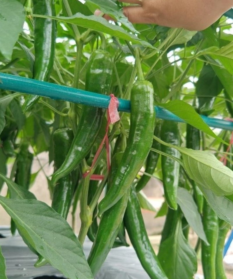新尖椒一号辣椒种子早熟丰产粗羊角型辣椒种子微辣羊角形