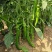 新尖椒一号辣椒种子早熟丰产粗羊角型辣椒种子微辣羊角形