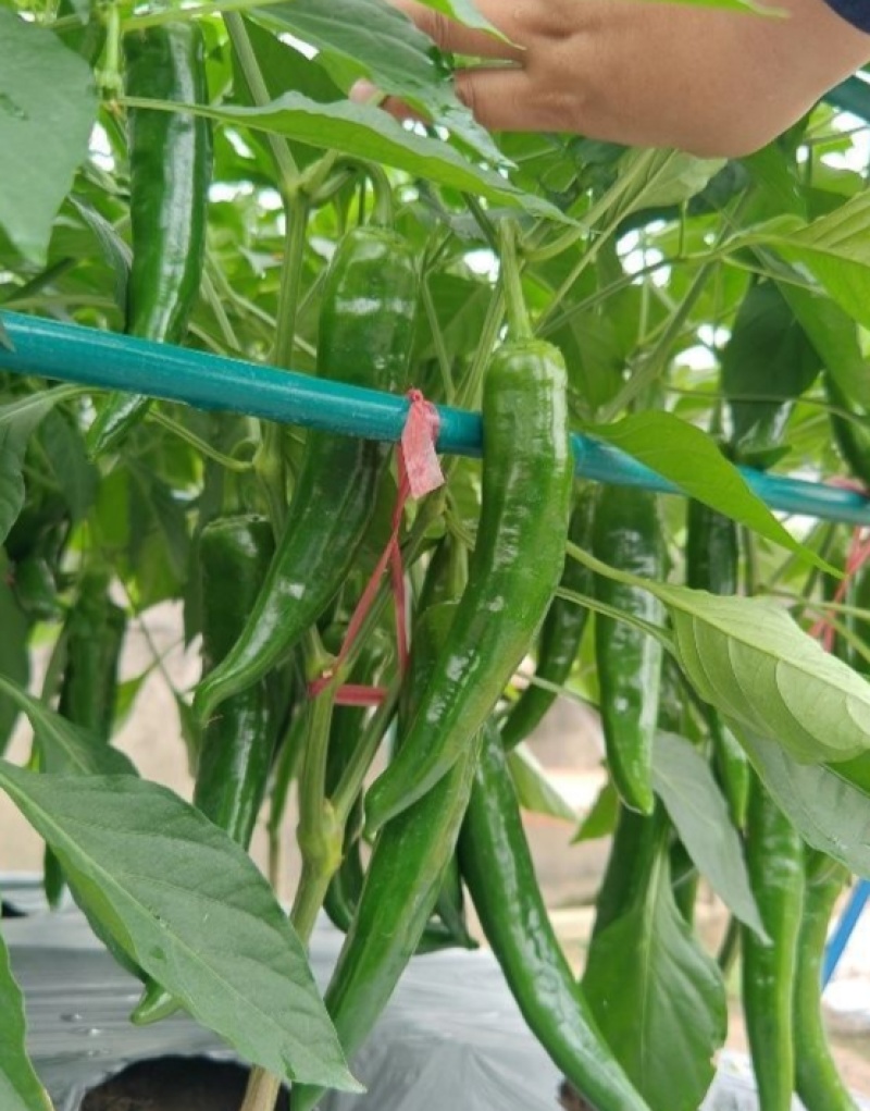 新尖椒一号辣椒种子早熟丰产粗羊角型辣椒种子微辣羊角形