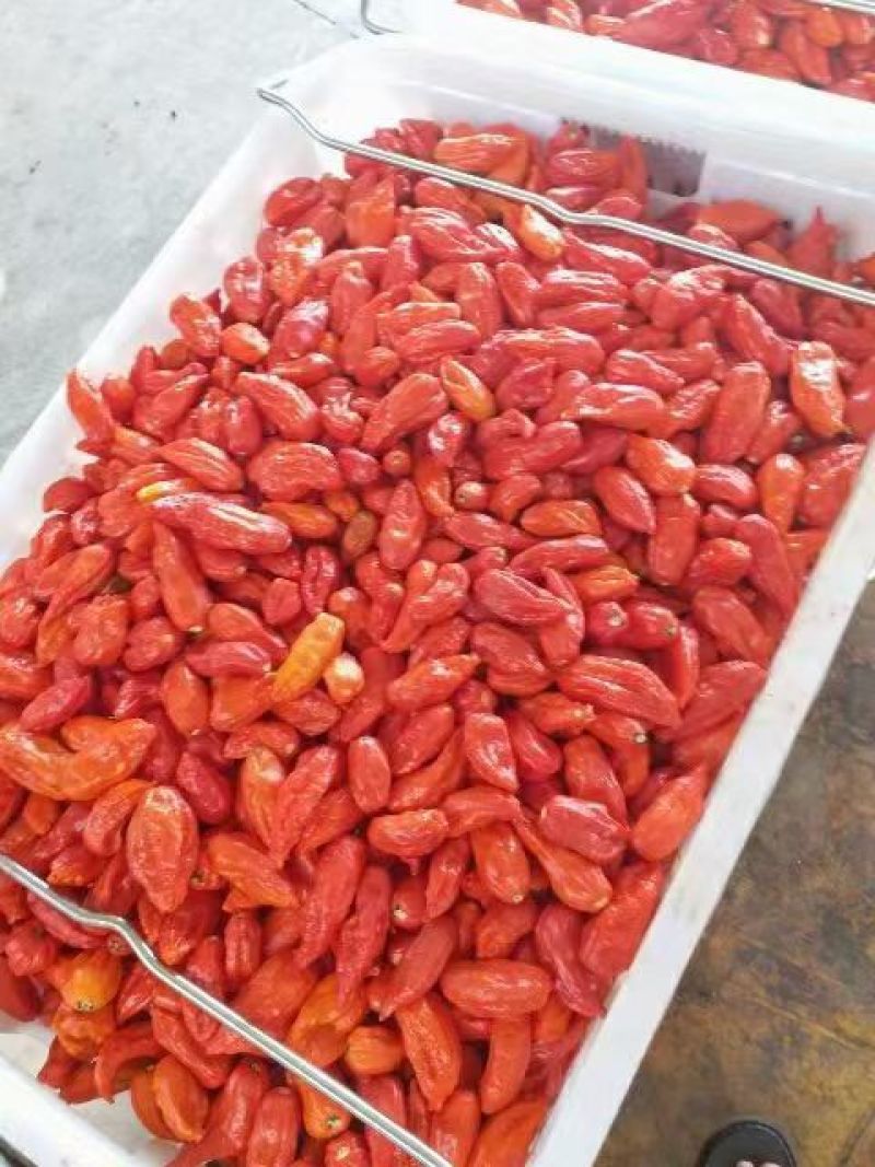 工业辣椒魔鬼椒鲜椒