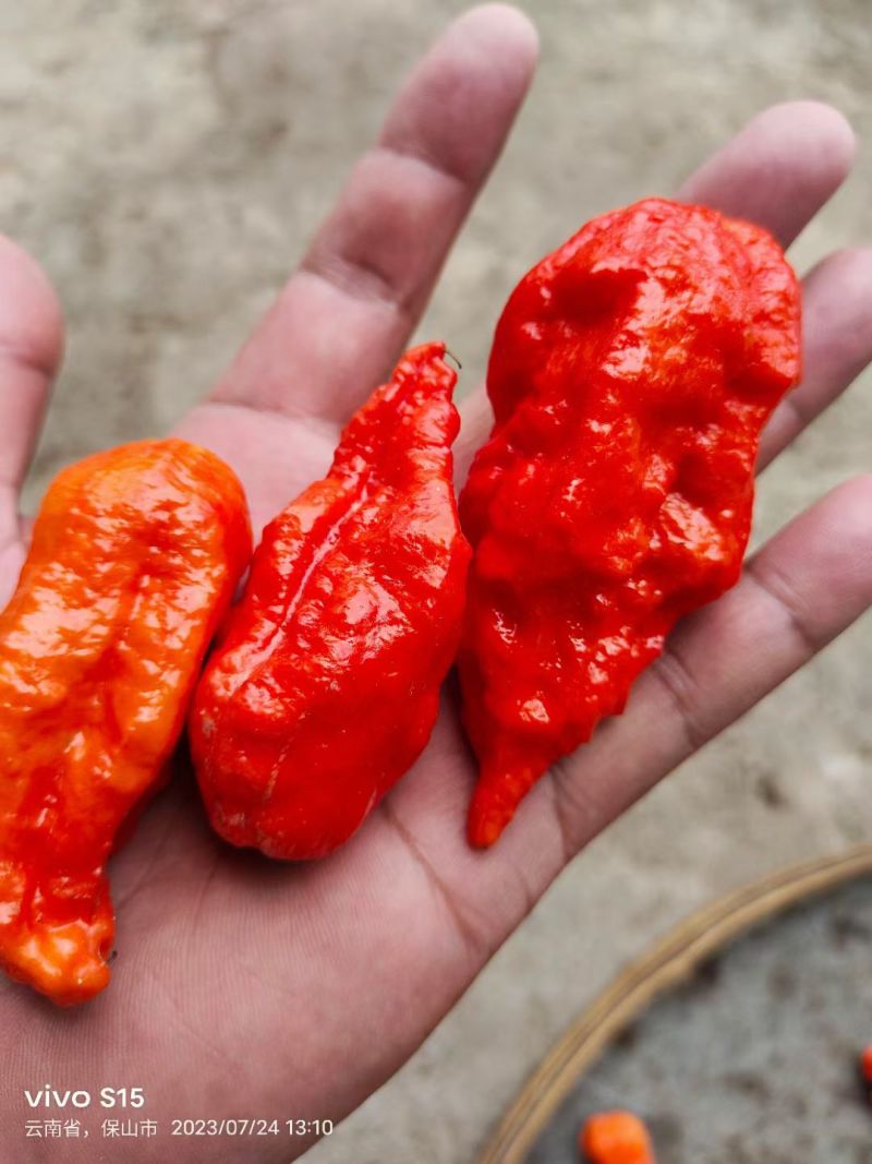 工业辣椒魔鬼椒鲜椒