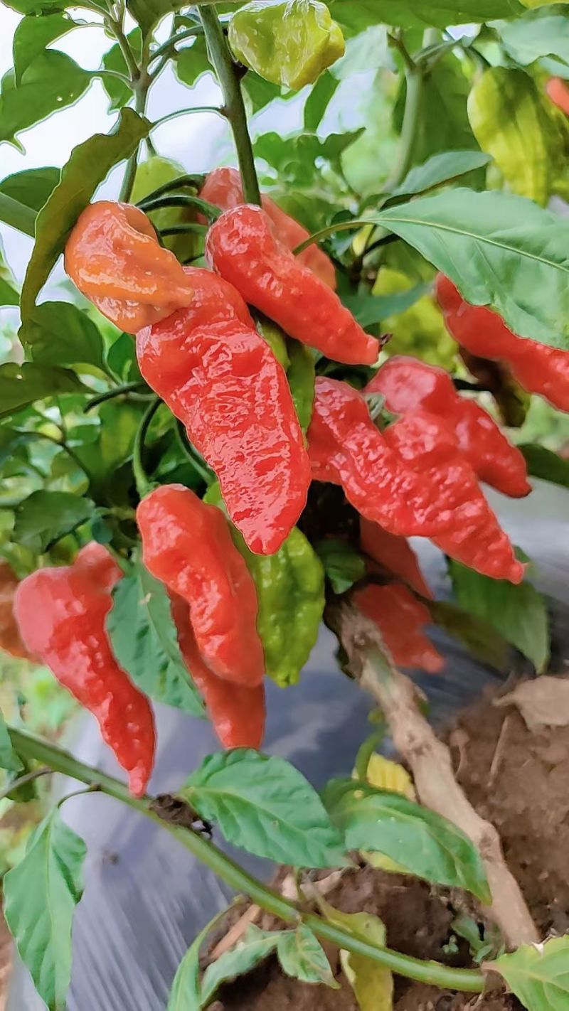 工业辣椒魔鬼椒鲜椒