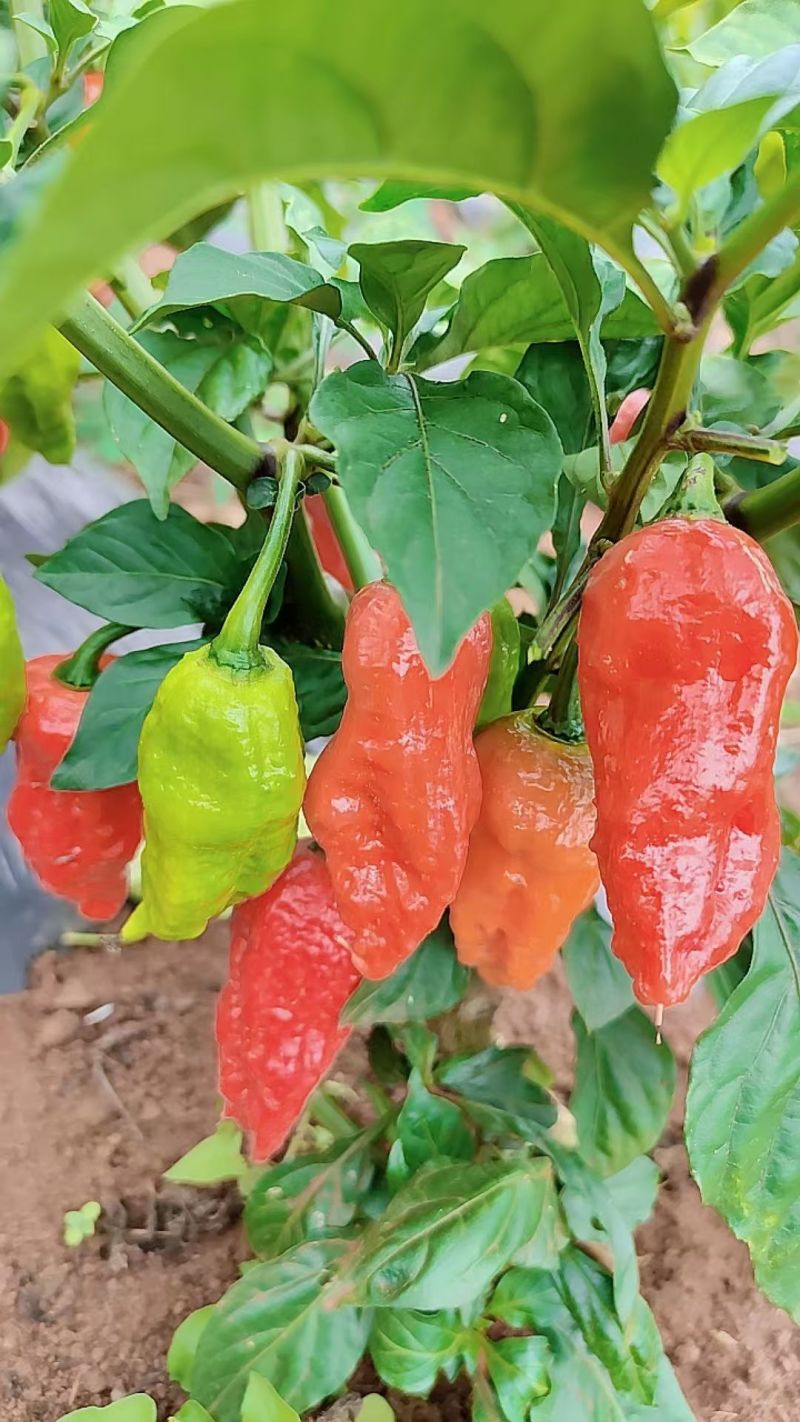 工业辣椒魔鬼椒鲜椒