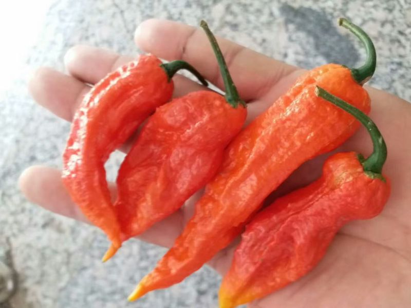 工业辣椒魔鬼椒鲜椒