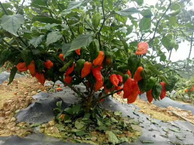 印度魔鬼干辣椒特写