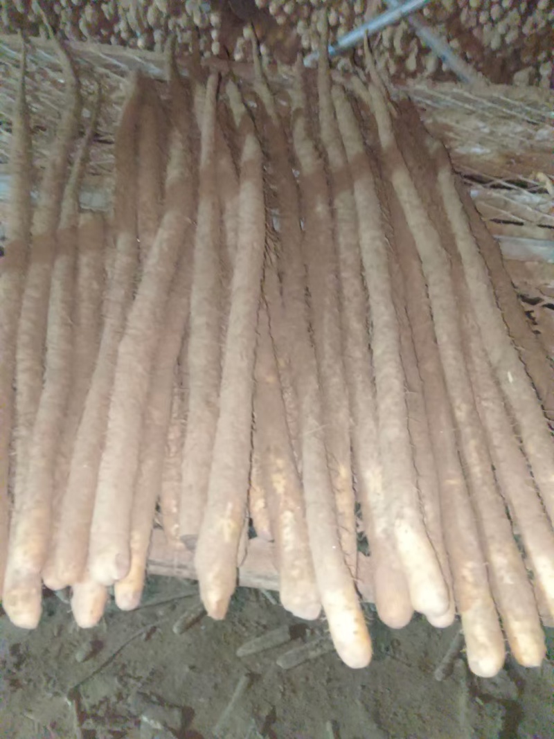 河北小白嘴白山药产地直发，质量好价格优，常年供应代发全国