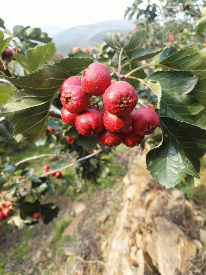 山楂大量成熟