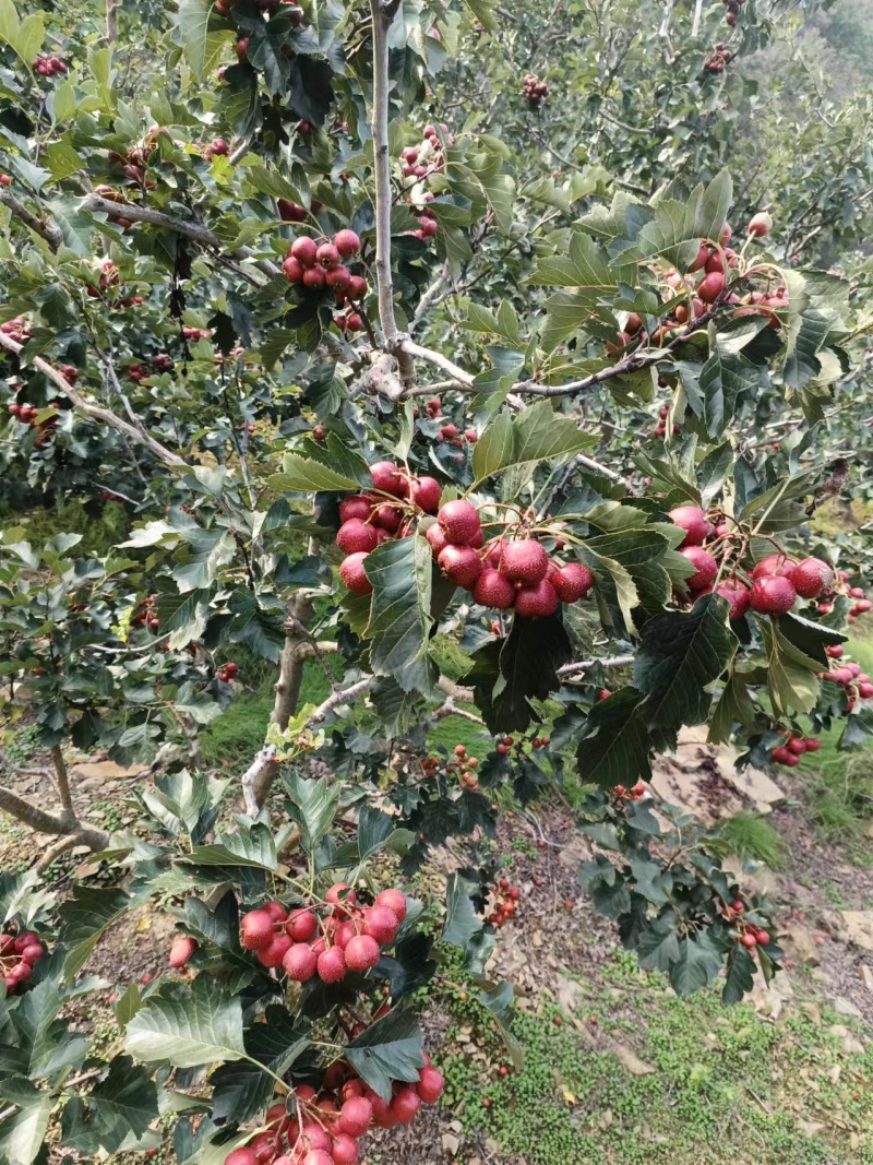 山楂大量成熟