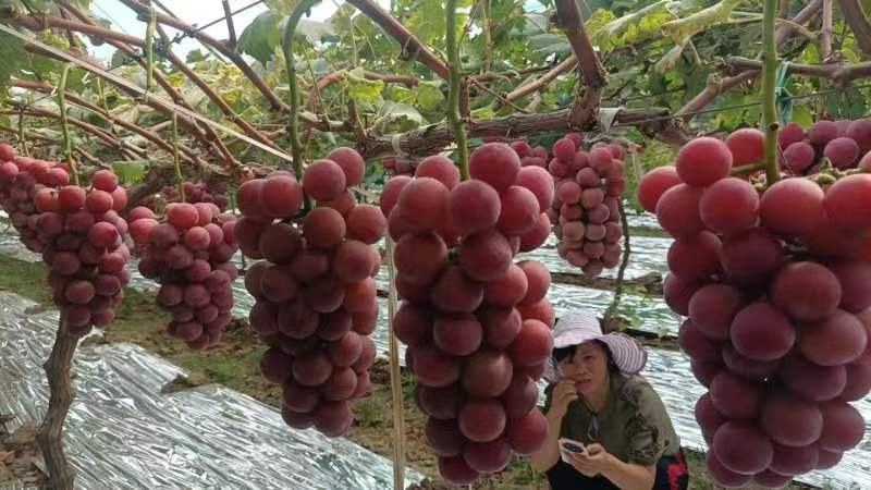 妮娜皇后颗粒大，颜色漂亮，串型好，口感香甜，后味浓浓酒香
