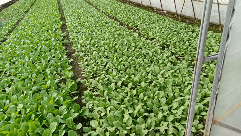 图片说明:温室大棚内的白菜长势良好,展示了冬季保护地栽培的实际效果 冬季大棚内种植的白菜