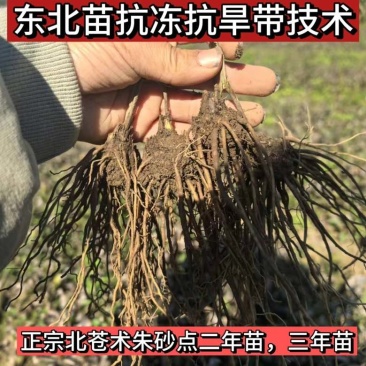 三年苗东北北苍术朱砂点三年苗大量🈶️优惠