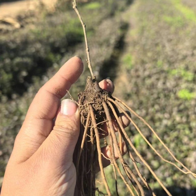 三年苗东北北苍术朱砂点三年苗大量🈶️优惠