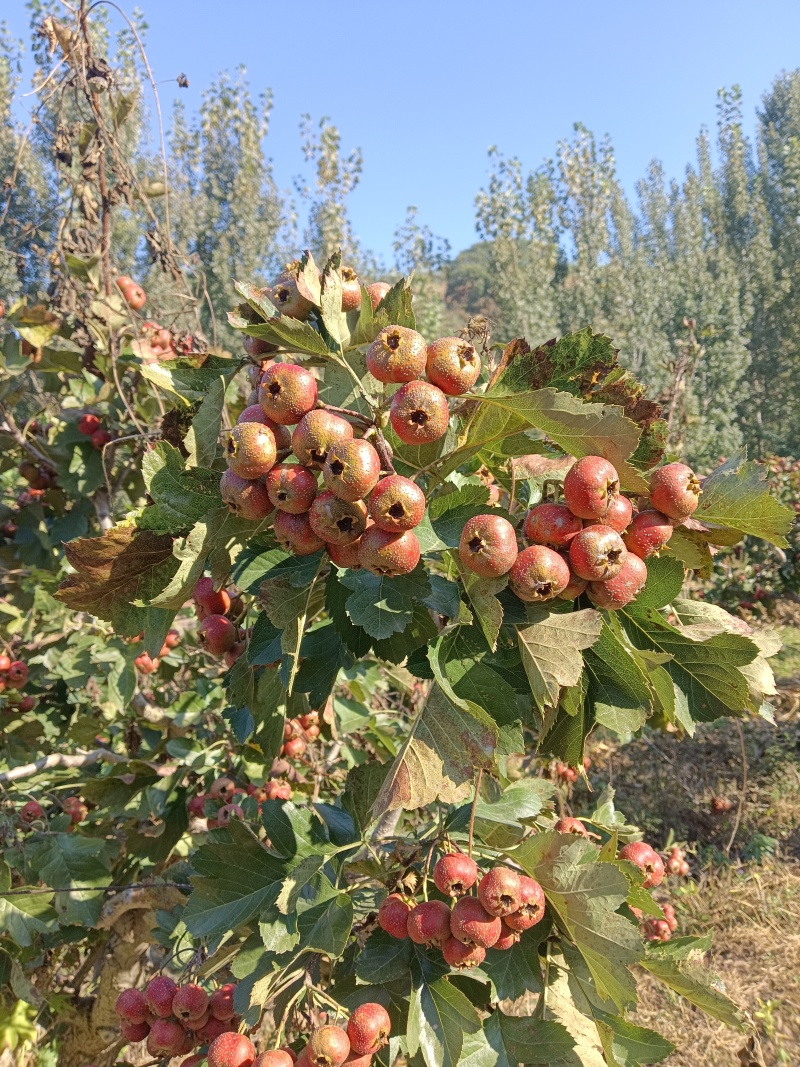 大金星山楂