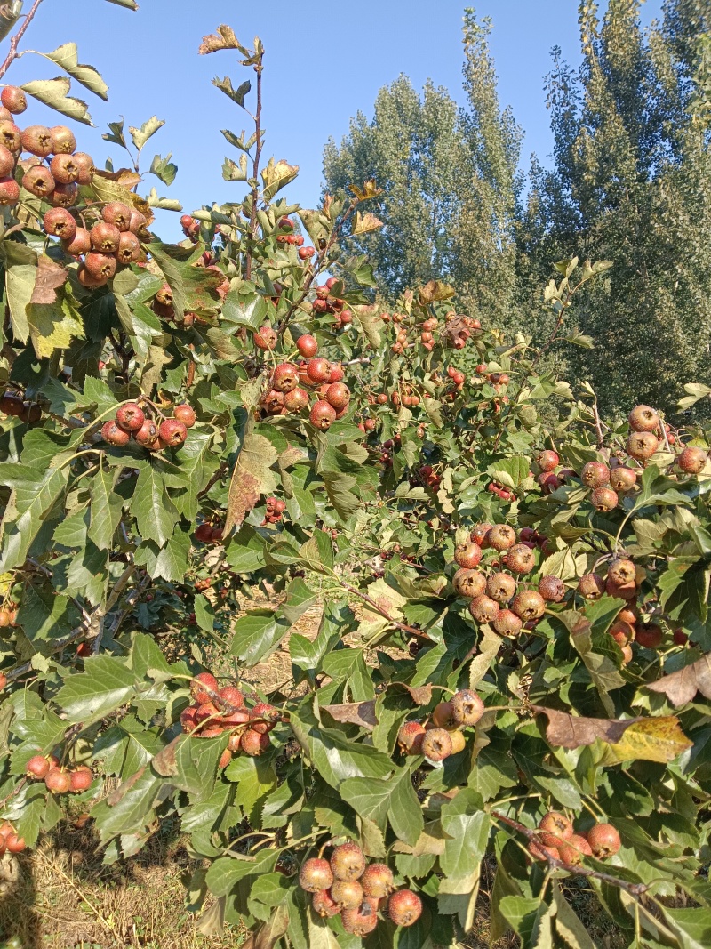 大金星山楂