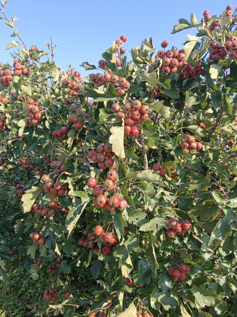大金星山楂
