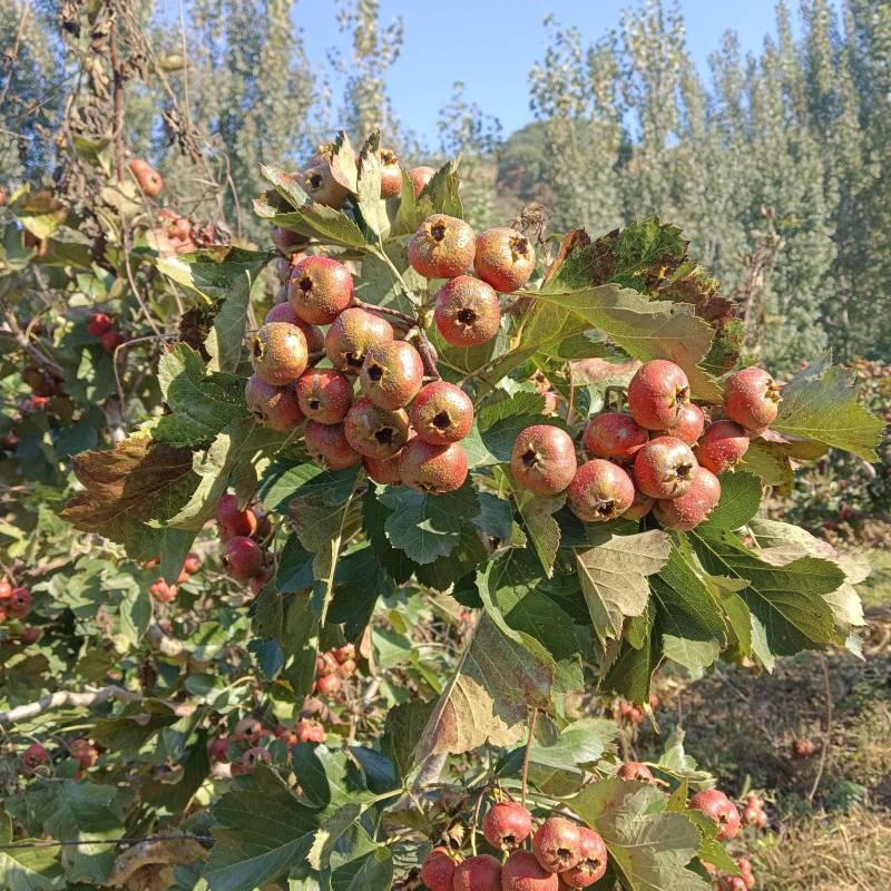 大金星山楂