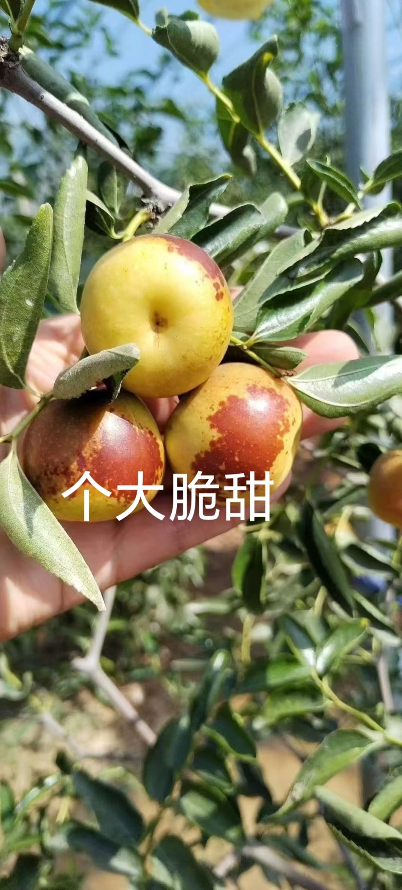 【实力】山东沾化冬枣大量现货新鲜上市果园直发量大从优