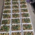 【实力】山东沾化冬枣大量现货新鲜上市果园直发量大从优