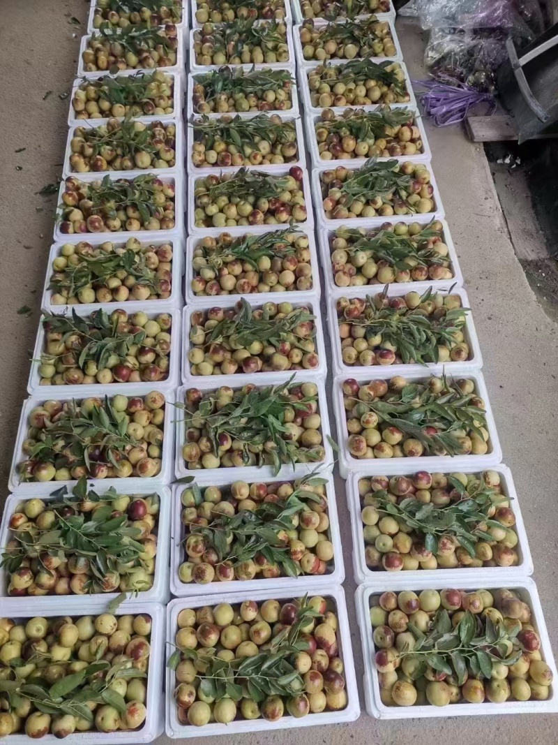 【实力】山东沾化冬枣大量现货新鲜上市果园直发量大从优