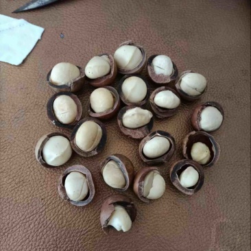 夏威夷果奶香味批发，云南自有加工厂价格实惠展会货景区货都有