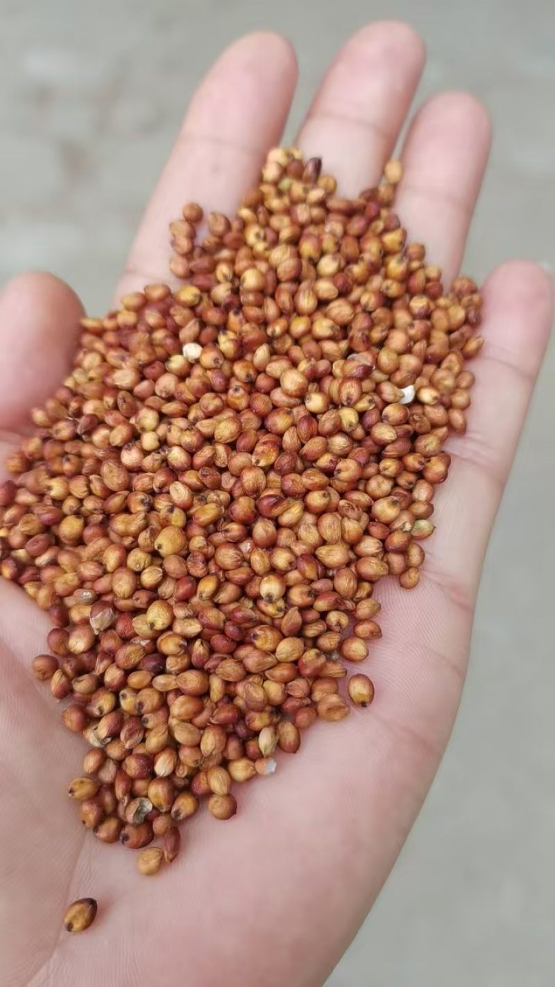 红缨子高粱强糯王茅台专用机梁红樱子