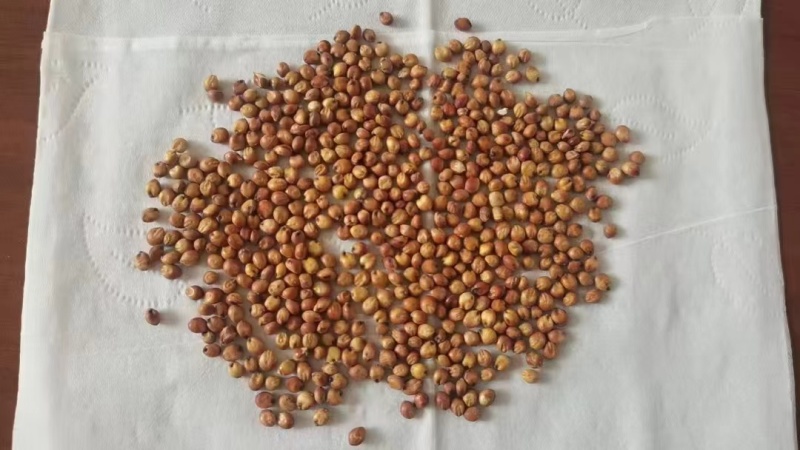 红缨子高粱强糯王茅台专用机梁红樱子