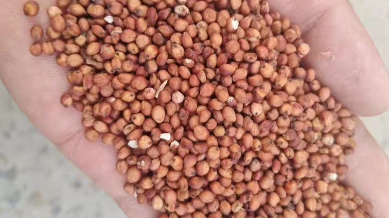 红缨子高粱强糯王茅台专用机梁红樱子