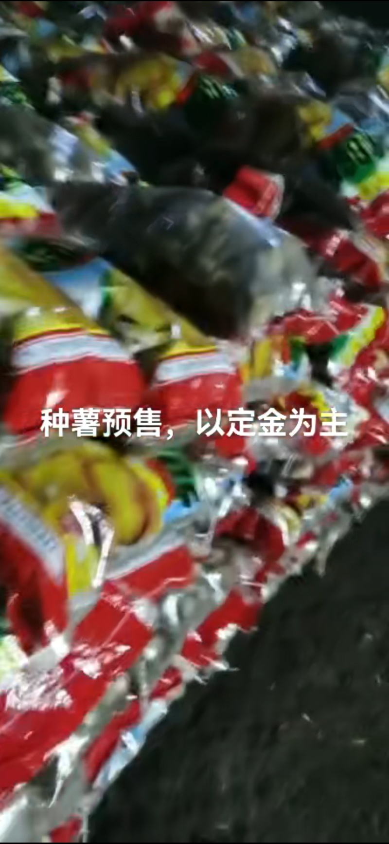 黑龙江省土豆种