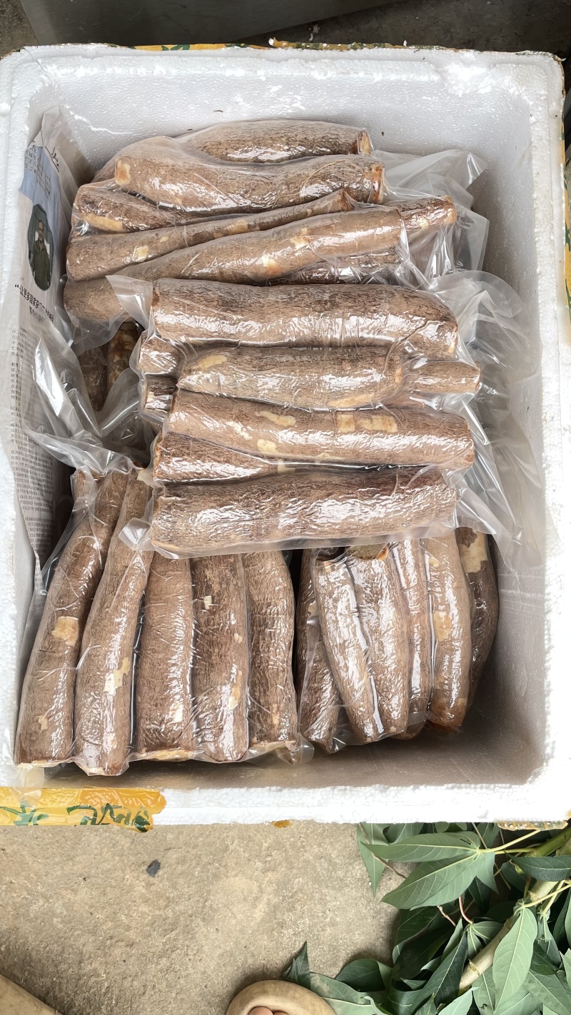 华南九号黄金木薯