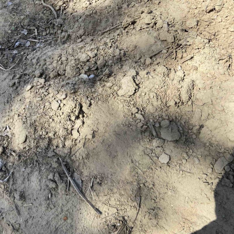 安庆几百亩山林地流转，可种中药材果树苗圃养殖鸡鸭鹅羊等