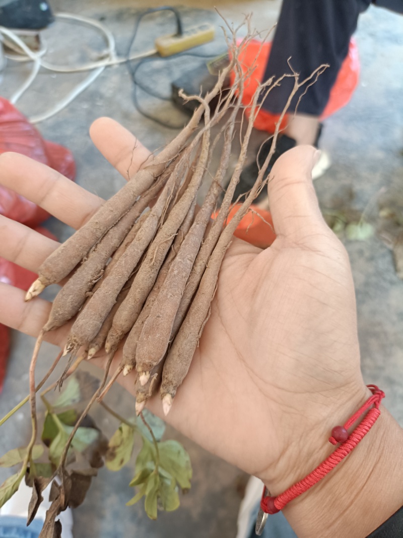 一年芍药苗出售！大量出售，欢迎咨询联系！菏泽本地苗