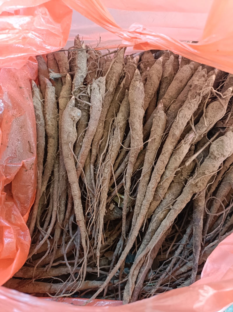 一年芍药苗出售！大量出售，欢迎咨询联系！菏泽本地苗