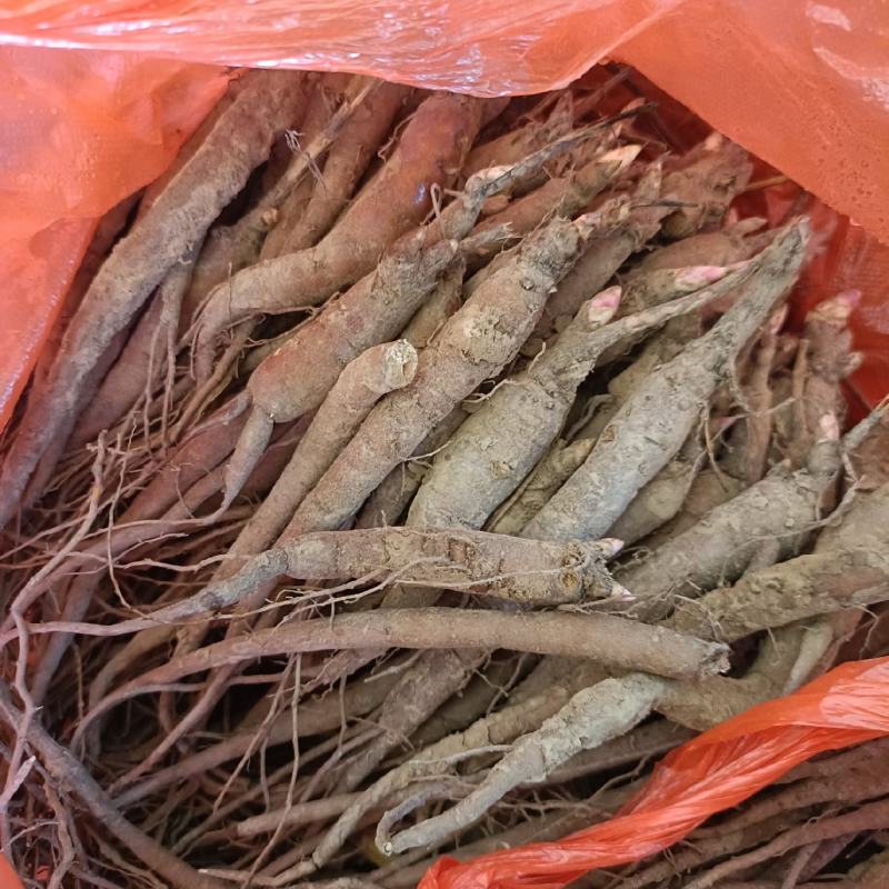 一年芍药苗出售！大量出售，欢迎咨询联系！菏泽本地苗
