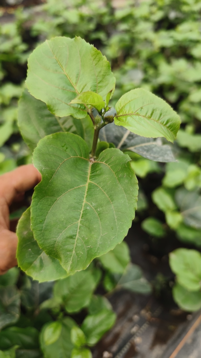百香果苗百香果苗一手货源量大价优