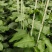 百香果苗百香果苗一手货源量大价优